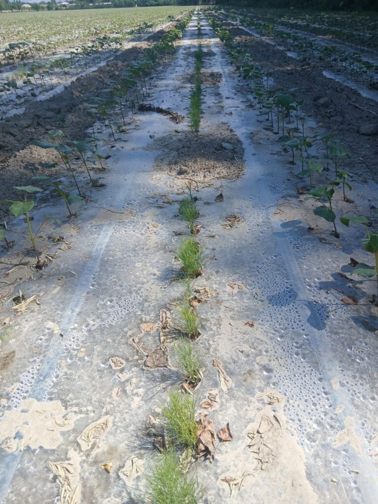 Agrotexnologiya