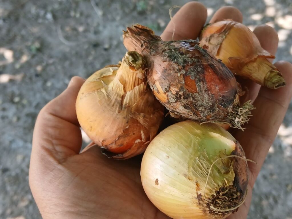 Yangiliklar